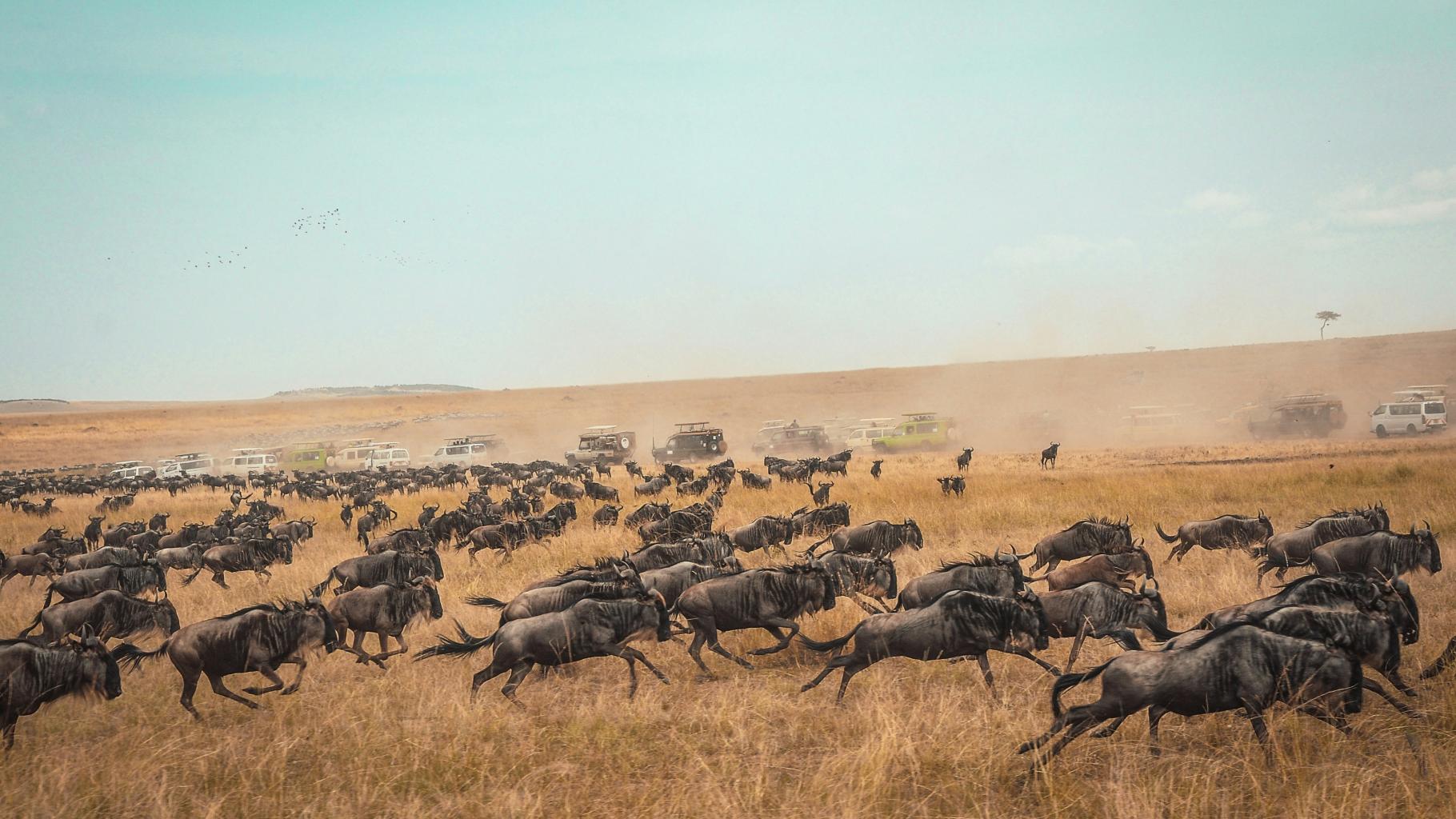 Thousands of wildebeests migrating across a tan, grassy landscape.